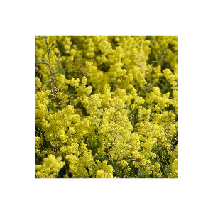 Labkraut